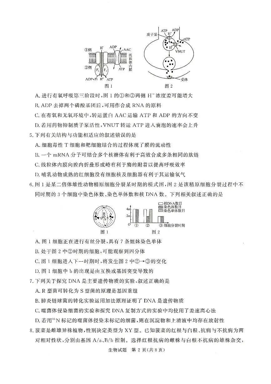 2025-2026学年高三上学期12月河南省青桐鸣大联考生物学试卷(含答案)第2页