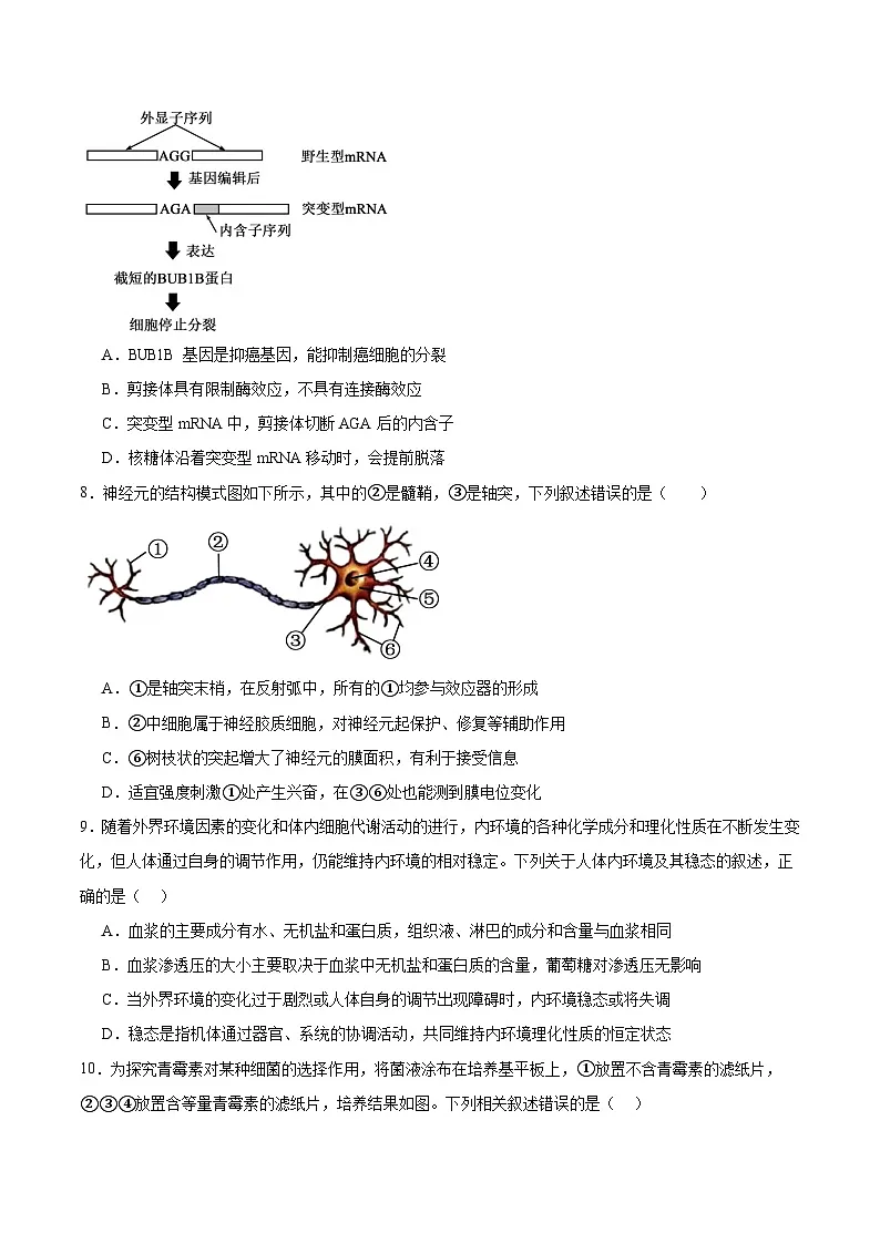 福建省厦门双十中学2026届高三上学期期中考试生物试卷(Word版附答案)第3页
