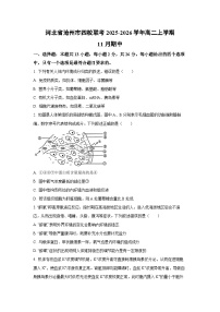 河北省沧州市四校联考2025-2026学年高二上学期11月期中生物试卷（学生版）