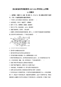 河北省沧州市四校联考2025-2026学年高二上学期11月期中生物试卷(学生版)