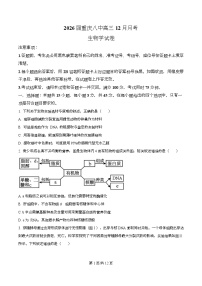 重庆市第八中学2026届高三上学期12月考试生物试卷（Word版附解析）