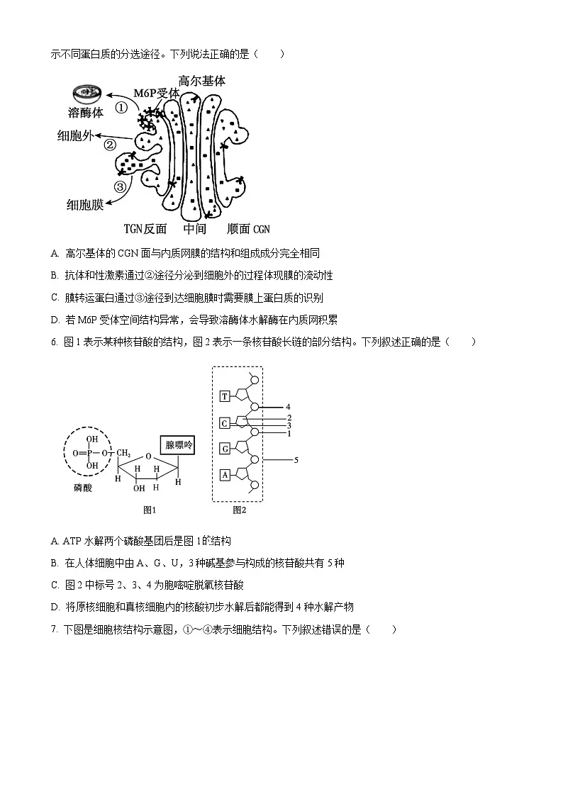 湖南省长沙市麓山共同体学校2025-2026学年高一上学期12月学情检测生物试卷(原卷版)第2页