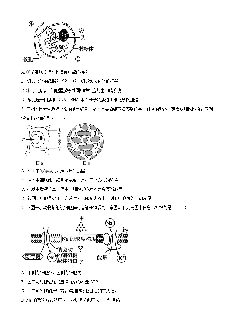湖南省长沙市麓山共同体学校2025-2026学年高一上学期12月学情检测生物试卷(原卷版)第3页