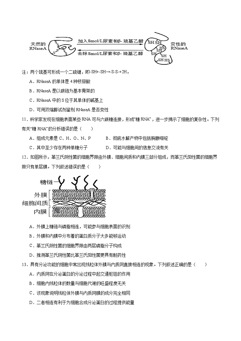 山西省晋中市部分学校2025-2026学年高一上学期11月质量检测生物试卷(Word版附答案)第3页