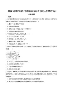 安徽省合肥市普通高中六校联盟2025-2026学年高二上学期11月期中考试生物试卷（Word版附答案）