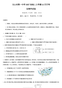 云南省文山壮族苗族自治州文山市第一中学2025-2026学年高二上学期12月月考生物试题（含答案）含答案解析