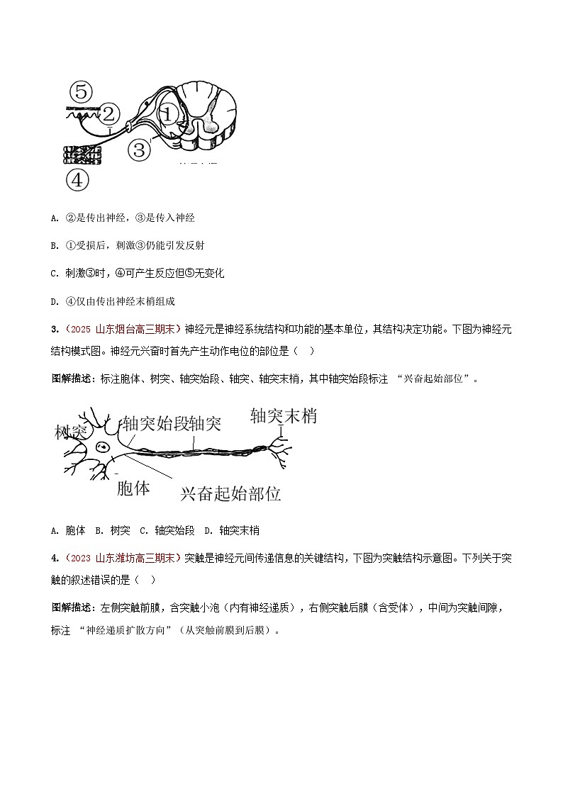 专题16 神经调节(期末备考试题)(原卷版)第2页