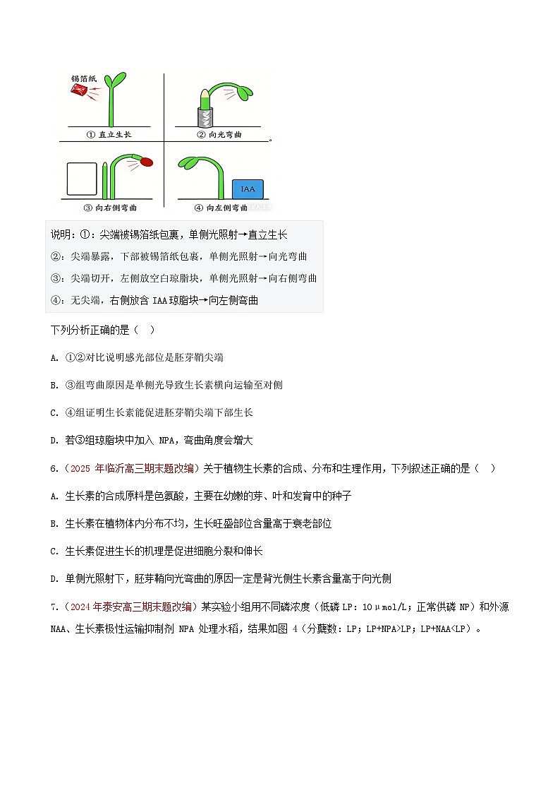 专题19 植物生命活动的调节(期末备考试题)(原卷版)第3页