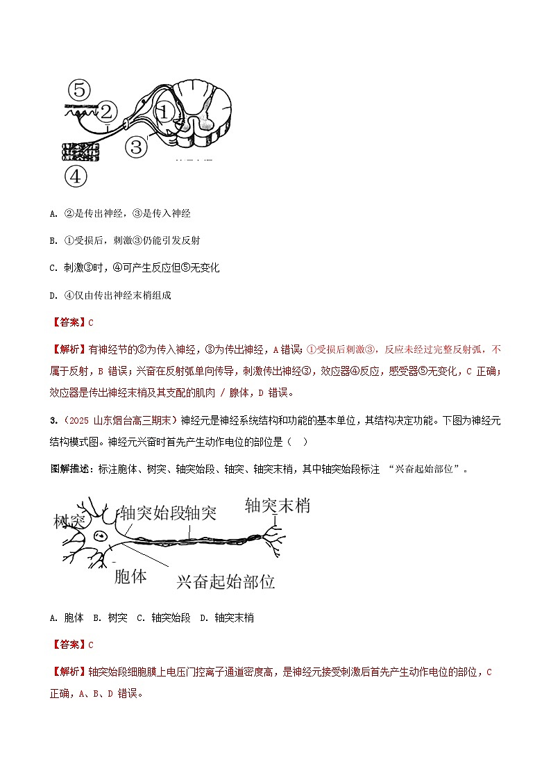 专题16 神经调节(期末备考试题)(解析版)第2页
