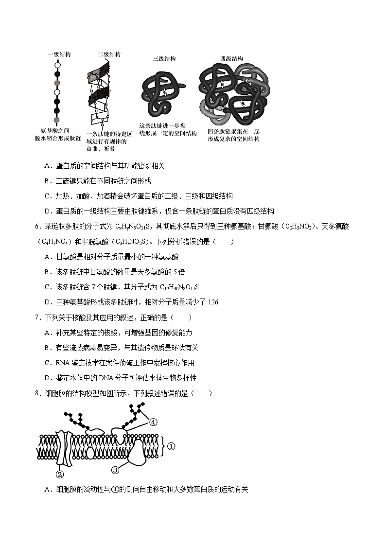 河北省邯郸市五校2025-2026学年高一上学期期中考试生物试题(Word版附答案)第2页