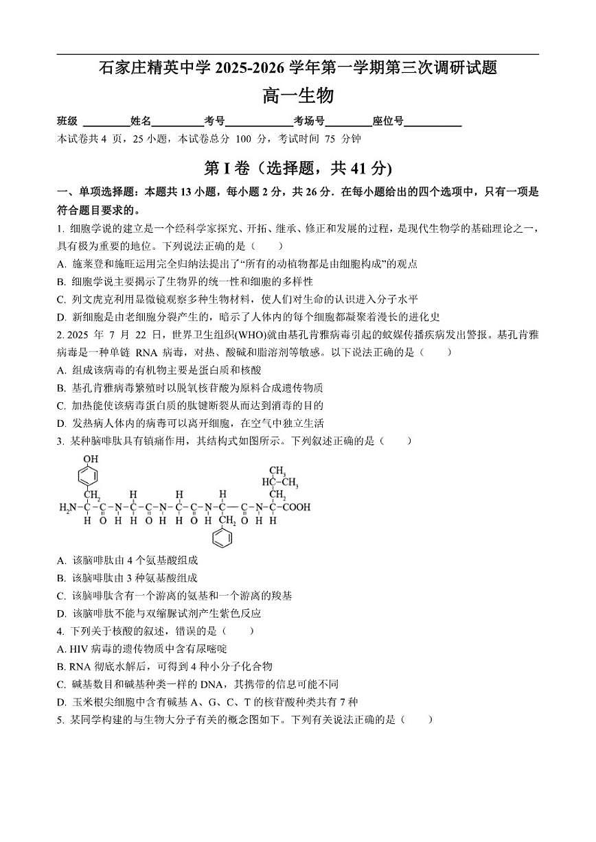 2025-2026学年河北省石家庄精英中学高一上学期第三次调研生物试卷(有答案)第1页
