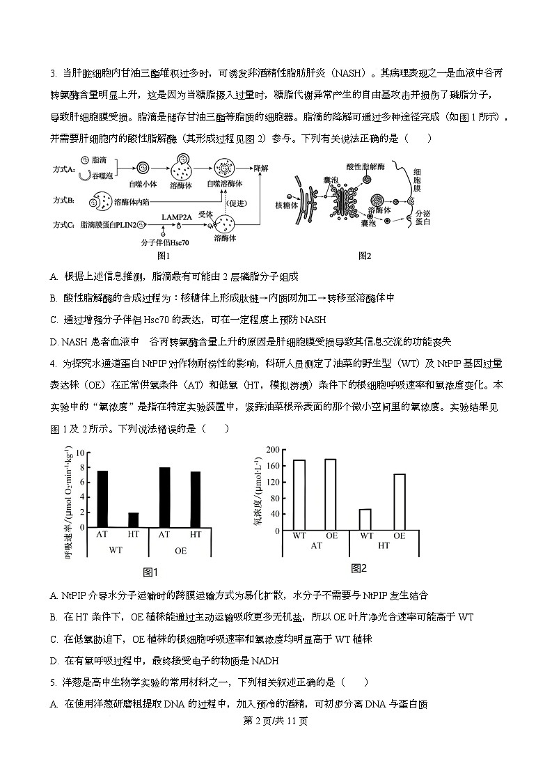 2026届四川省乐山市高三上学期12月第一次调查研究考试生物试题(原卷版)第2页