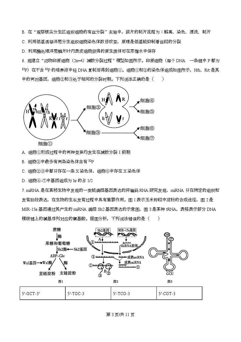 2026届四川省乐山市高三上学期12月第一次调查研究考试生物试题(原卷版)第3页