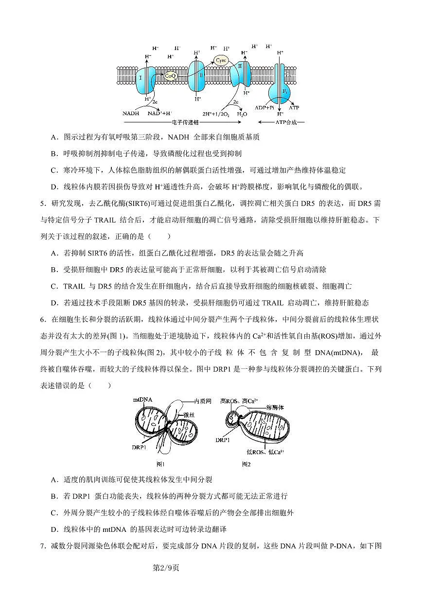 2026年重庆市高三康德高考模拟调研卷(一)生物学试卷(含答案)第2页