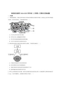 2024-2025学年陕西省安康市高二上学期1月期末考试生物试卷（有答案）