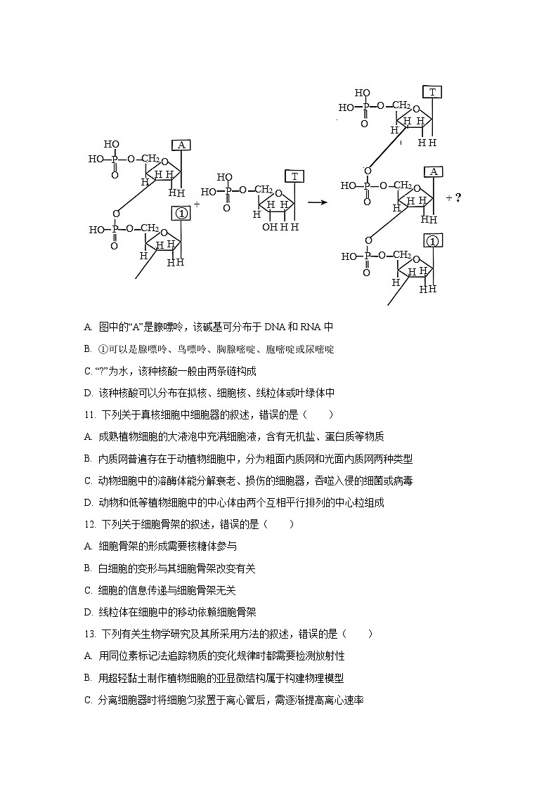 2025-2026学年河北省沧州市泊头市八县联考高一上学期11月期中生物试卷(学生版)第3页