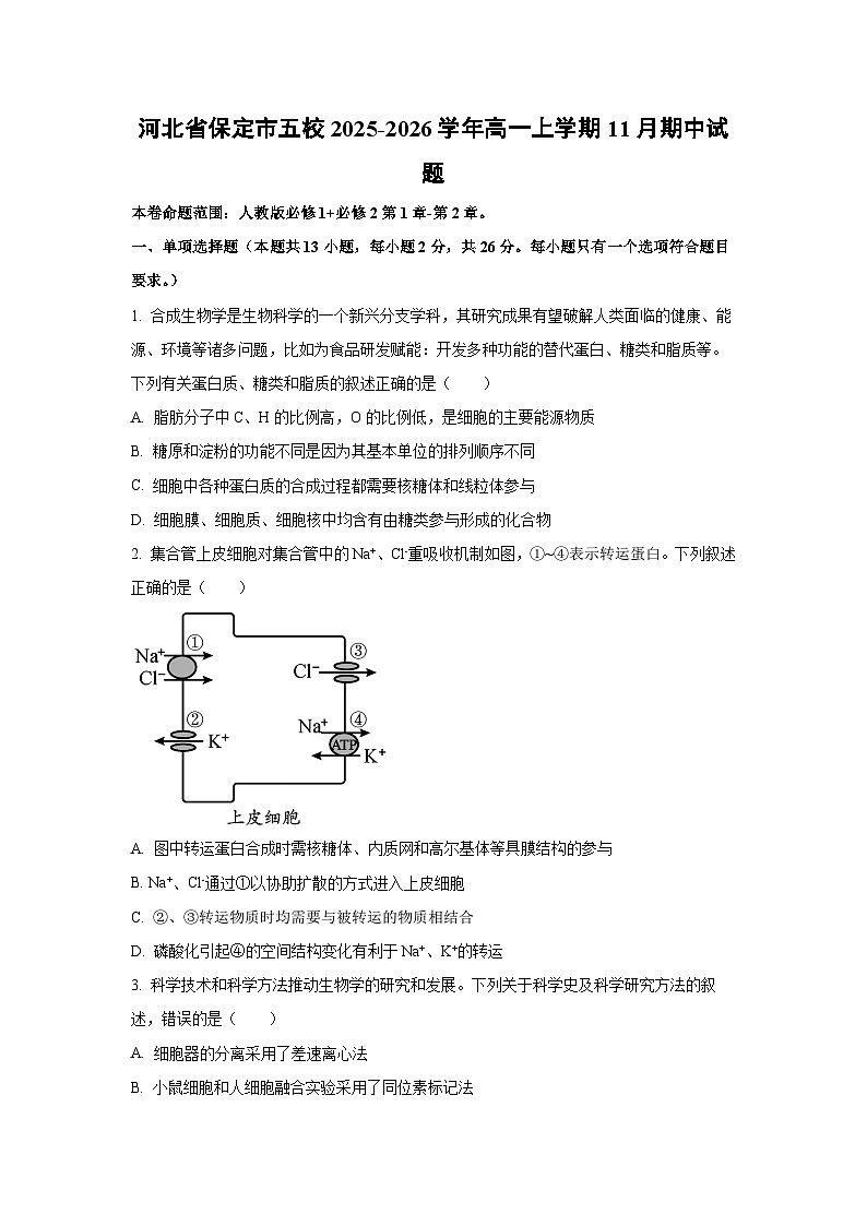 2025-2026学年河北省保定市五校高一上学期11月期中生物试卷(学生版)第1页
