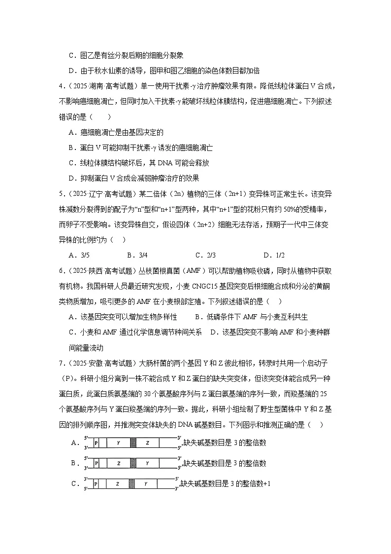 2025年高考生物试题分类汇编 专题07 生物的变异与进化第2页