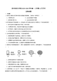 贵州省部分学校2025-2026学年高一上学期12月月考生物试卷（Word版附答案）