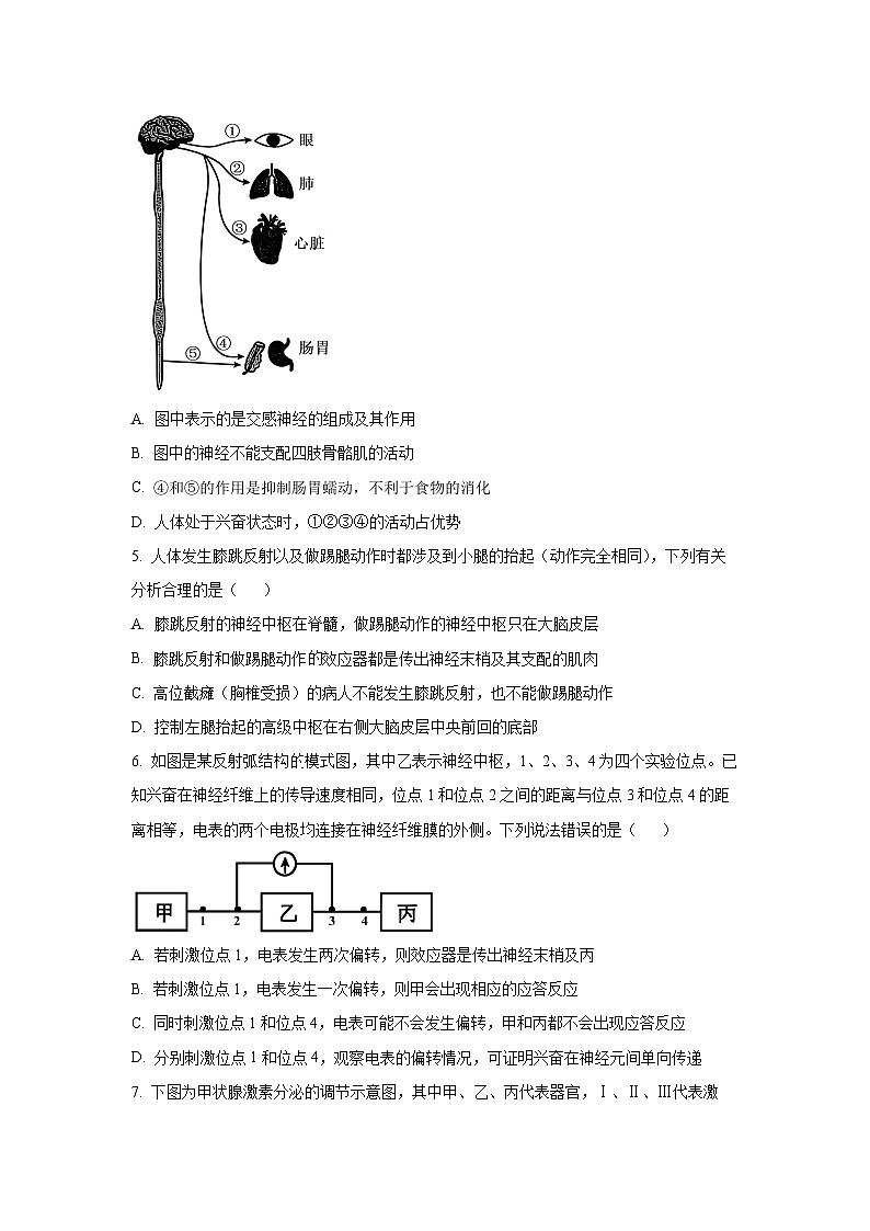 2025-2026学年河北省沧州市泊头市八县联考高二上学期11月期中生物试卷(学生版)第2页