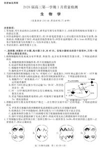 安徽省华师联盟2025-2026学年高三上学期1月质量检测-生物试卷+答案