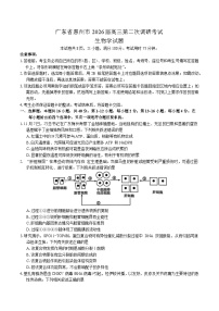 广东省惠州市2026届高三上学期第二次调研考试生物试卷(Word版附答案)
