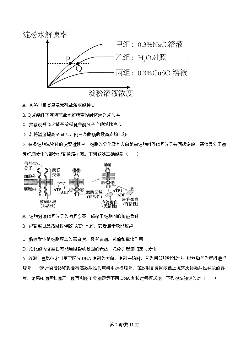 重庆市第一中学校2025-2026学年高三上学期周考5生物试题 Word版无答案第2页