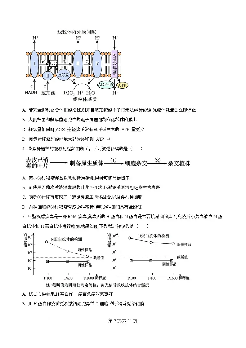重庆市第八中学校2026届高三一模考试生物试题 Word版无答案第2页