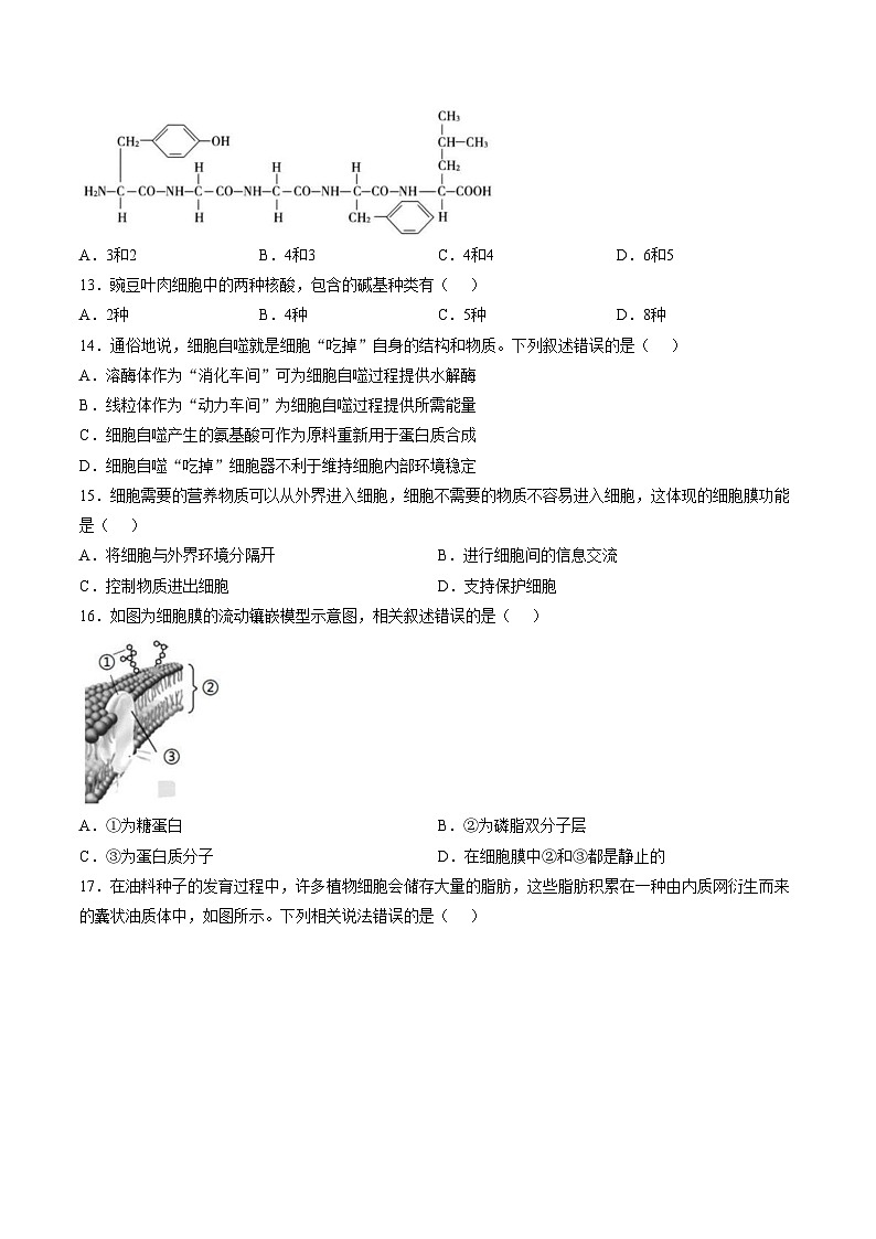 四川省自贡市第四中学校2025_2026学年高一上学期期中综合素质测评生物试卷(文字版,含答案)第3页