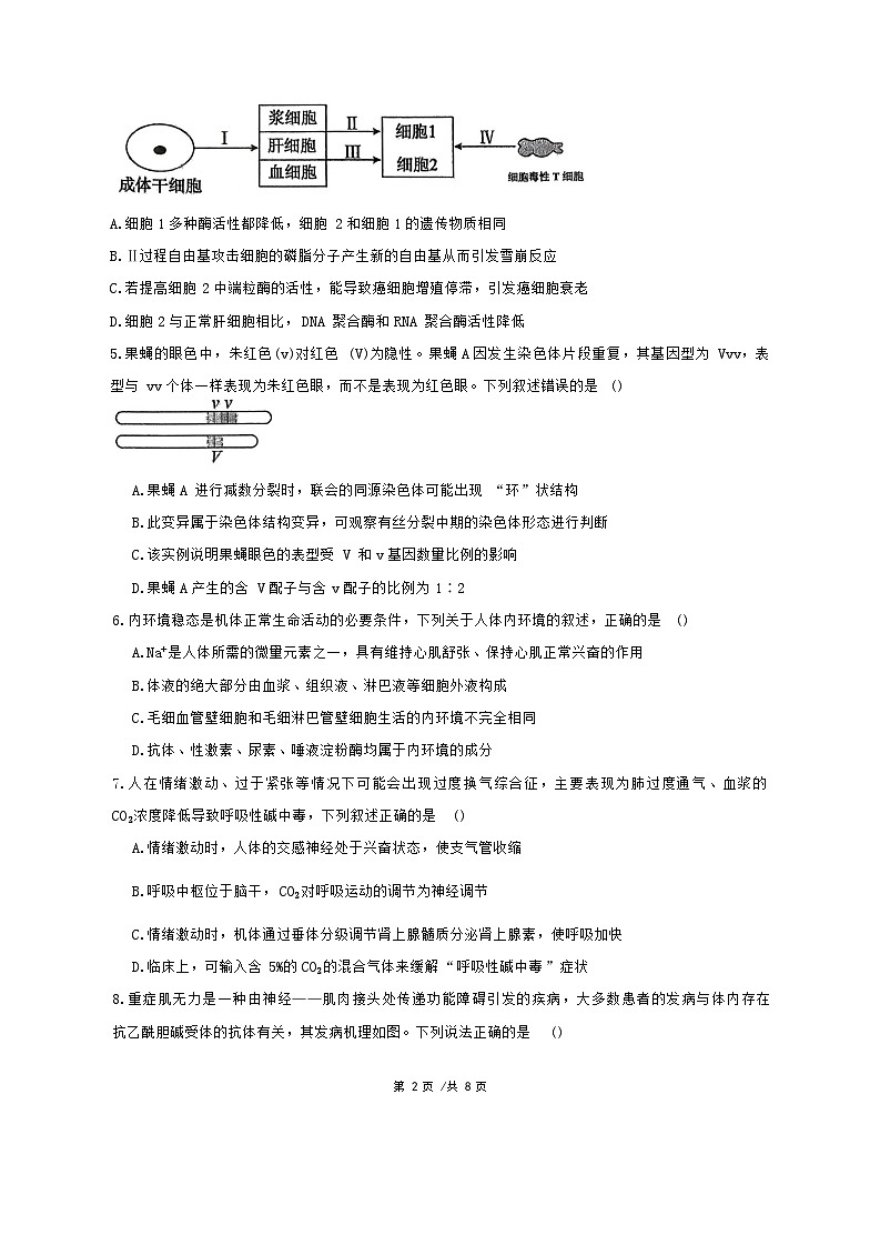广东省汕头市潮阳区潮阳实验学校2025-2026学年高二上学期12月月考生物试题(含答案)第2页