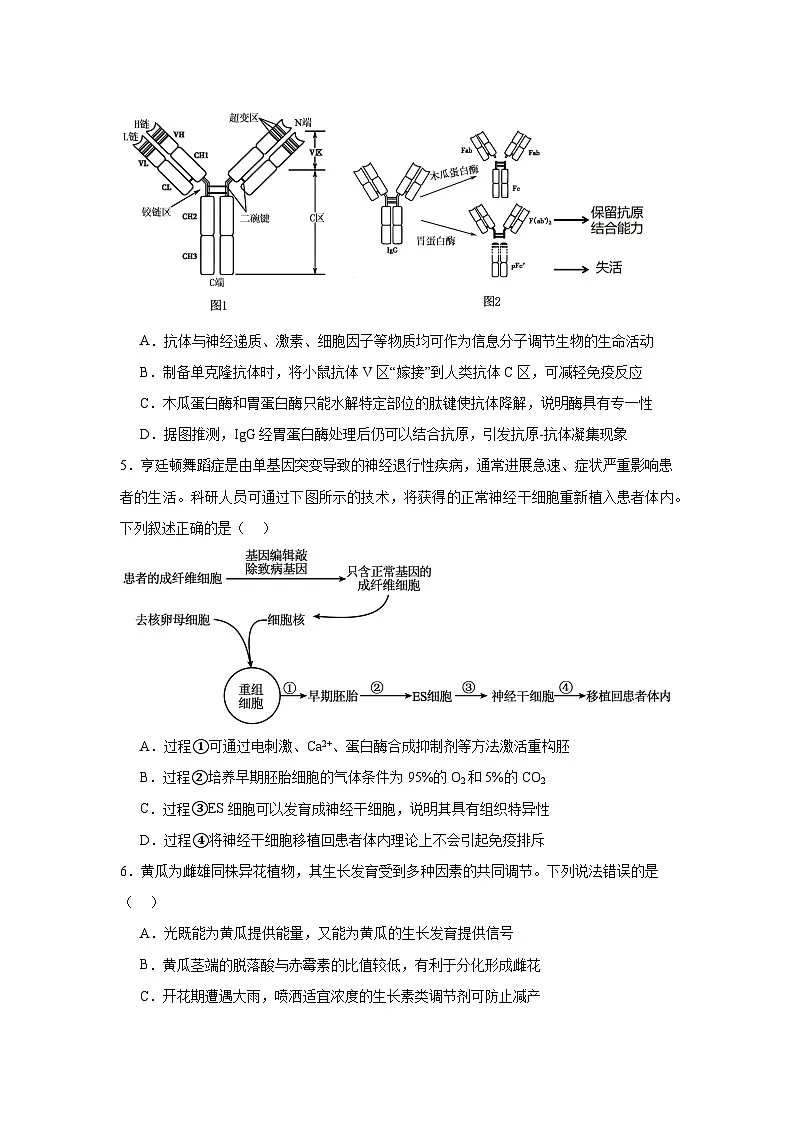 2025-2026学年黑龙江省六校联盟高三上学期1月联合适应性考试生物试题(附答案解析)第2页