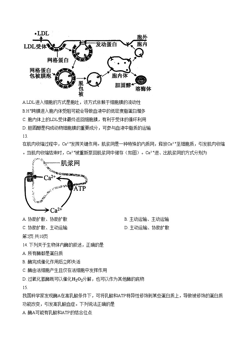 2026北京一零一中高一(上)期末生物(文字版,含答案)第3页