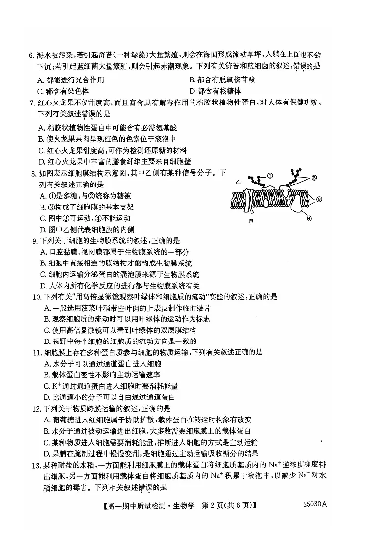 辽宁省锦州市某校2024-2025学年高一上学期期中质量检测生物试卷(无答案)第2页