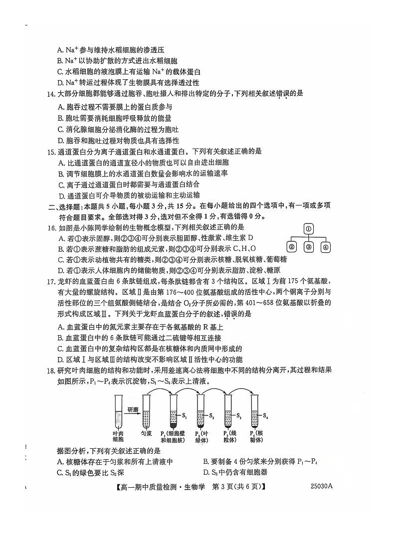 辽宁省锦州市某校2024-2025学年高一上学期期中质量检测生物试卷(无答案)第3页