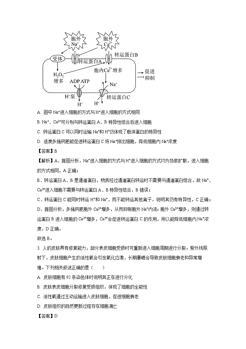 【生物】甘肃省靖远县2025-2026学年高三上学期12月月考(解析版)第2页