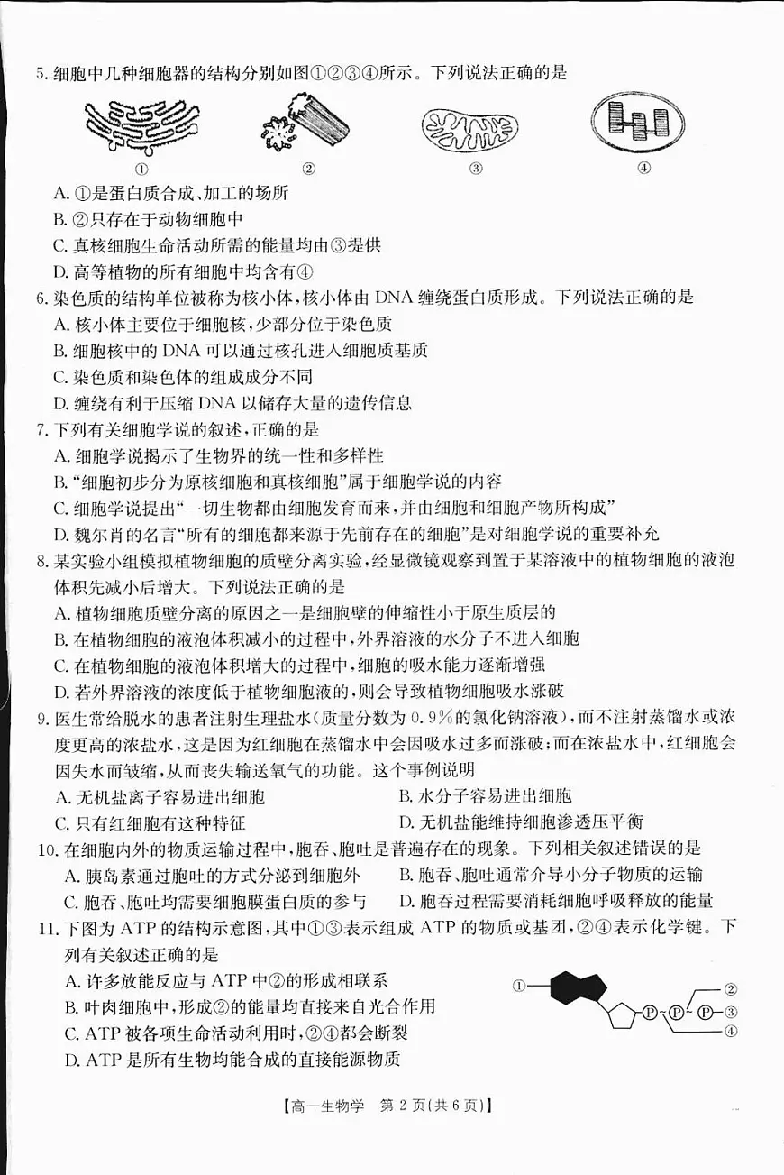 广西部分学校2024-2025学年高一上学期12月阶段性考试生物试题(无答案)第2页