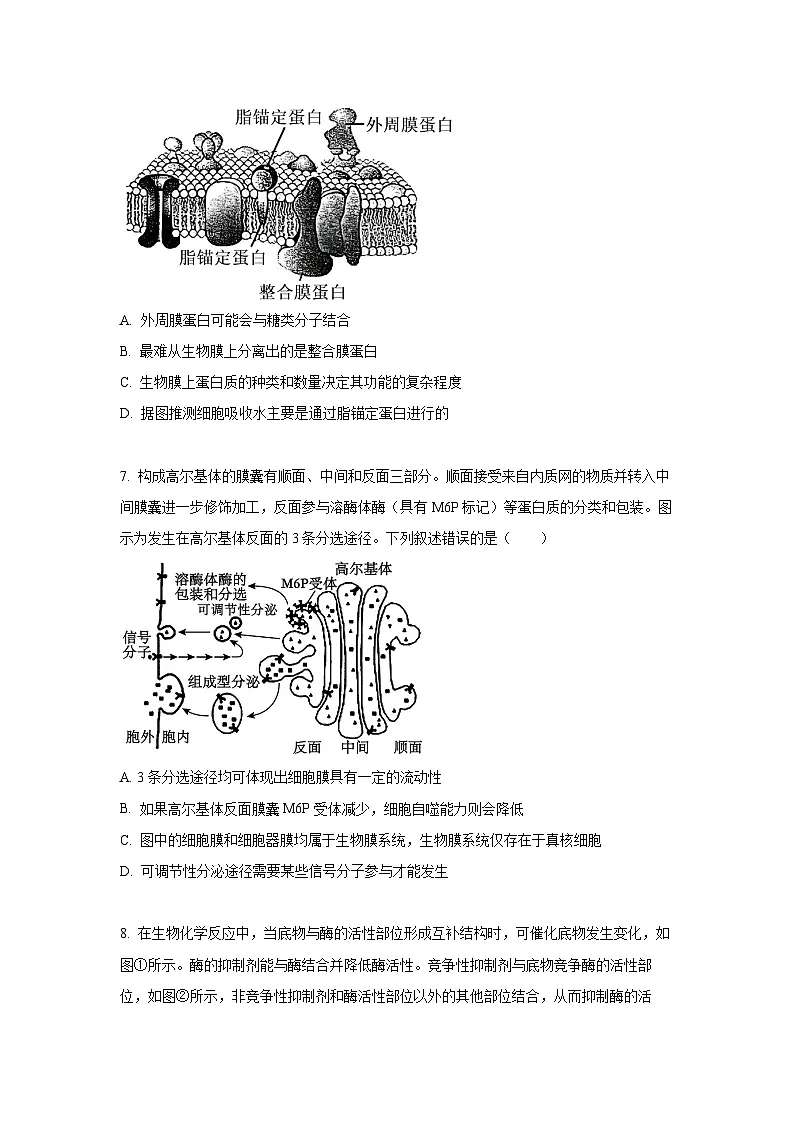 河南省濮阳市2024-2025学年高一上学期1月期末考试生物试题(Word解析版)第3页