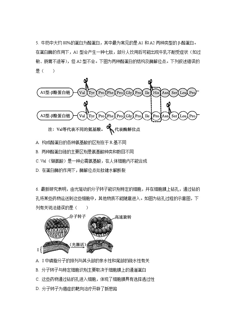 湖南省益阳市普通高中质量检测2024-2025学年高一上学期1月期末考试生物试题(Word解析版)第2页