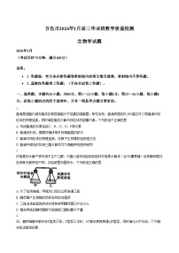 广西壮族自治区百色市2025_2026学年高三上学期1月期末生物试题（文字版，含答案）