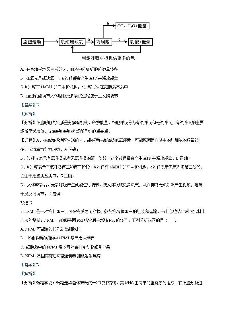 2024届福建省十一校高三1月期末联考生物试题(解析版)第2页