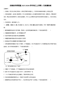安徽省华师联盟2025-20206学年高三上学期1月质量检测生物试卷（学生版）