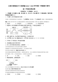 安徽省合肥市六校联盟2024-2025学年高二上学期期中考试生物试题（无答案）
