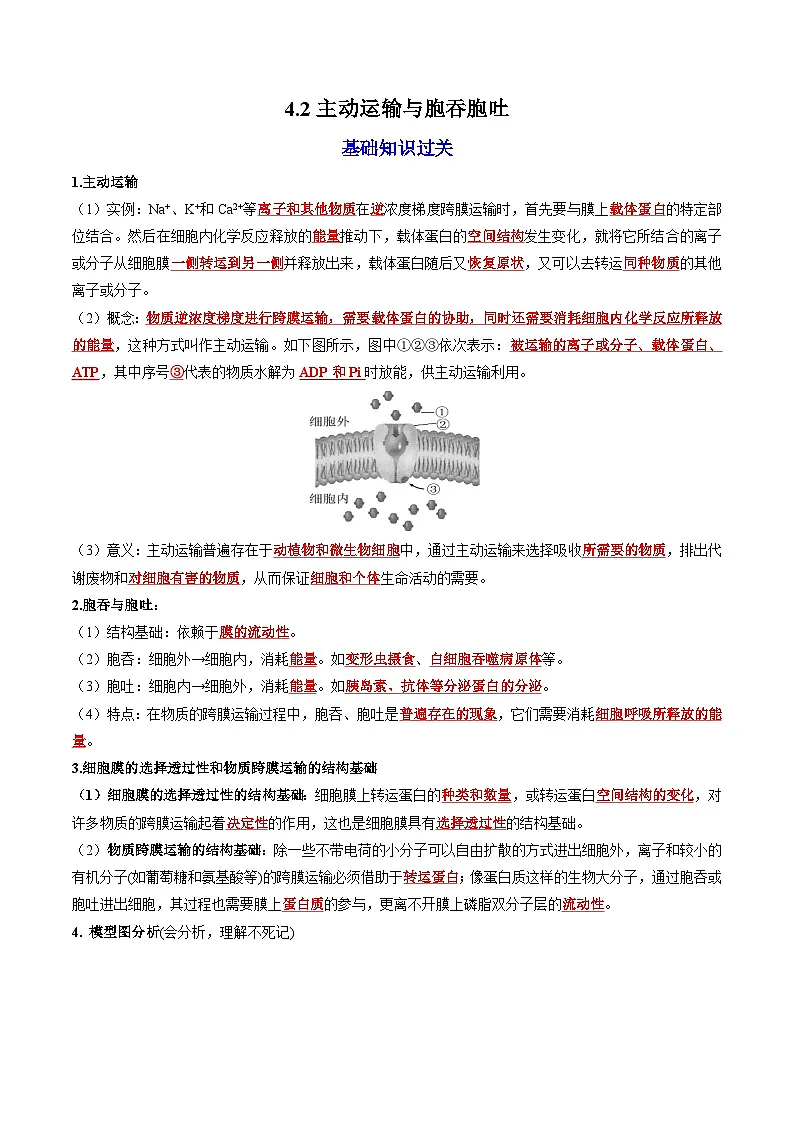 4.2 主动运输与胞吞、胞吐(课后练习)---2025-2026学年高一上学期《生物》(人教版)必修1第1页