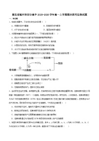 湖北省随州市部分高中2025-2026学年高一上学期期末联考生物试卷（含答案）含答案解析