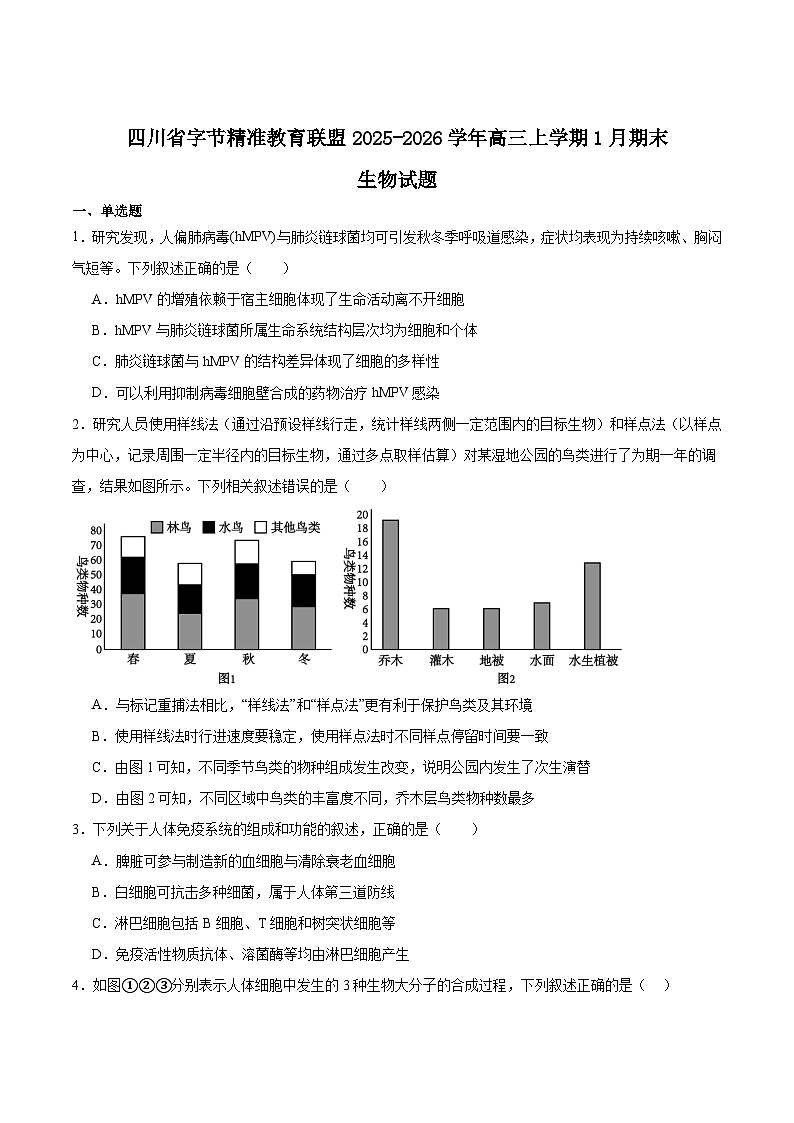 四川省字节精准教育联盟2025-2026学年度高三上期1月期末考试生物试卷(Word版附答案)第1页