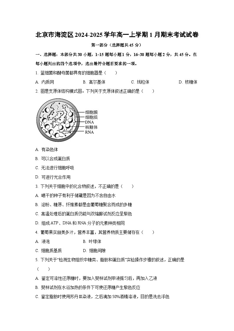 北京市海淀区2024-2025学年高一上学期1月期末考试生物试题(Word解析版)第1页