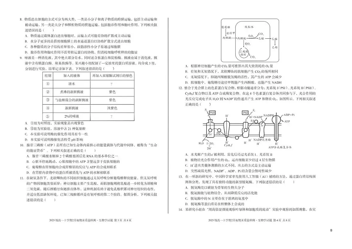 2025-2026学年安徽省A10联盟上学期期末高一生物学B试卷(含答案)第2页