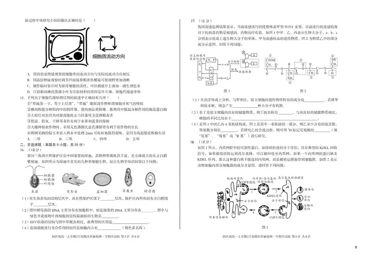 2025-2026学年安徽省A10联盟上学期期末高一生物学B试卷(含答案)第3页