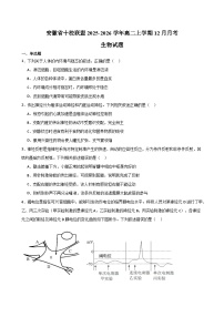 安徽省A10联盟2025-2026学年高二上学期12月学情检测生物试卷（含答案）