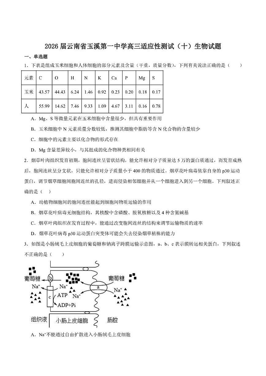 云南省玉溪第一中学2026届高三上学期适应性测试(十)生物(含答案)试卷第1页